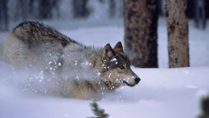 How Wolves Changed Yellowstone’s Ecosystem—For the Better