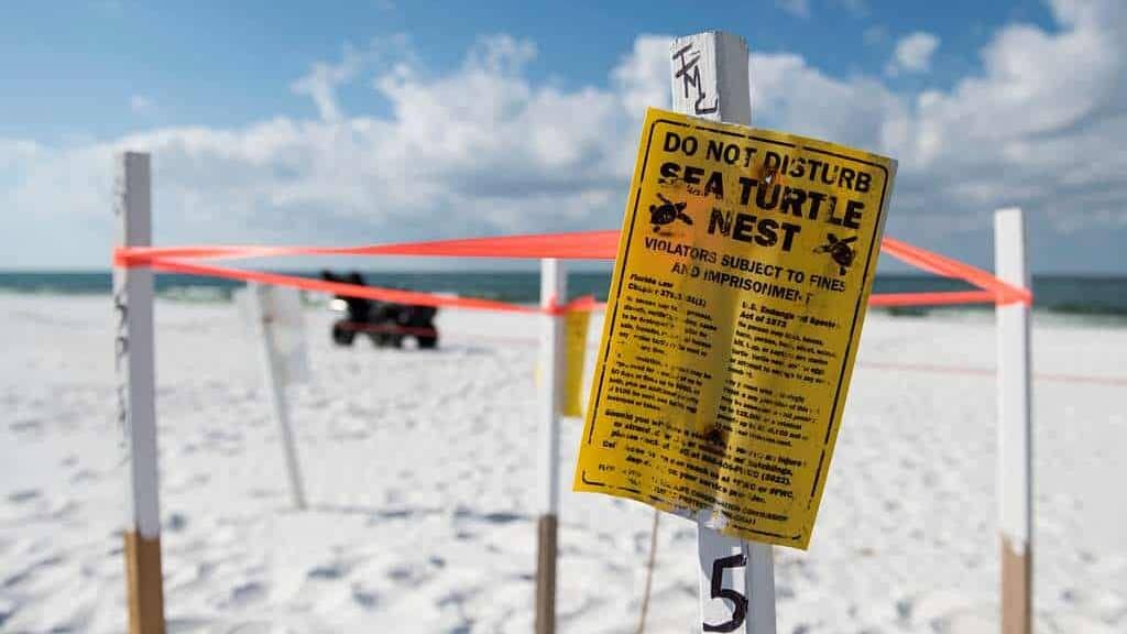 Loggerhead turtle nest conservation