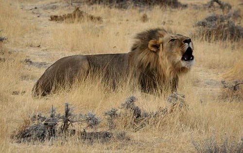 roaring lion