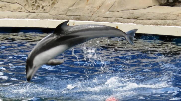 10 Myths About Dolphins Busted—And 3 That Are Totally True