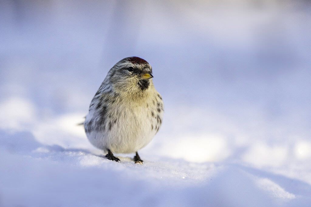 Common Redpoll