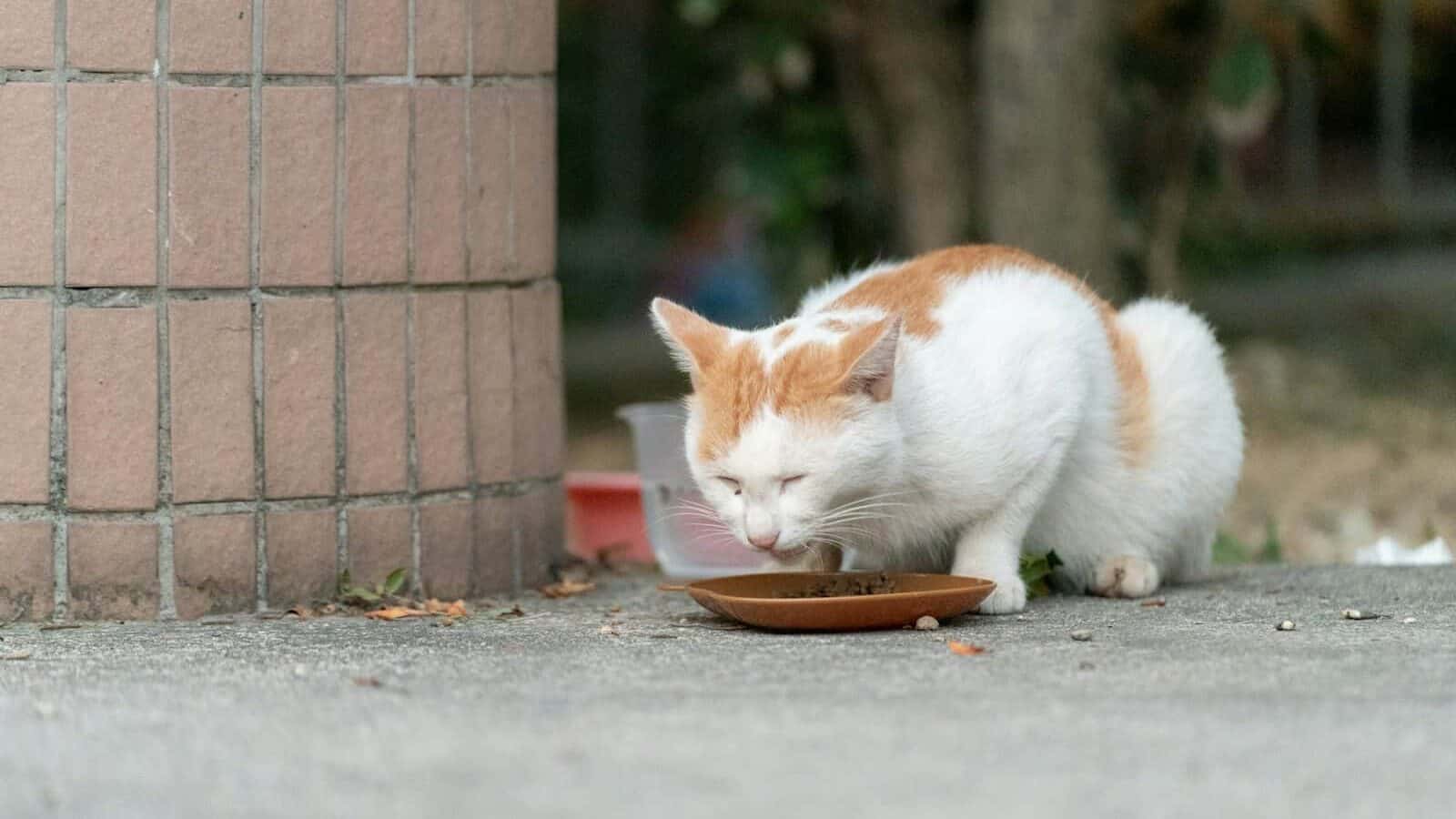 a cat eating from a bowl