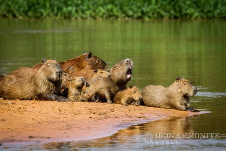 What Makes Capybaras So Social—and So Relaxed