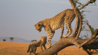 African safari