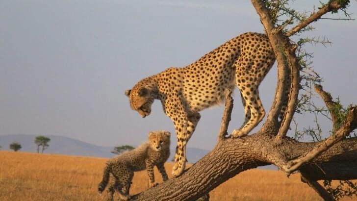 Wildlife Travel Etiquette: How to Explore Without Disturbing Nature