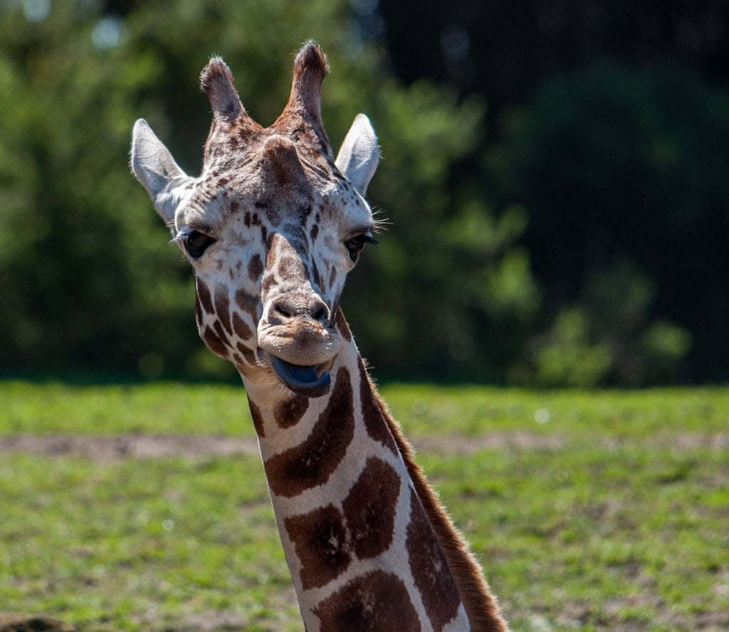 Giraffe tongue