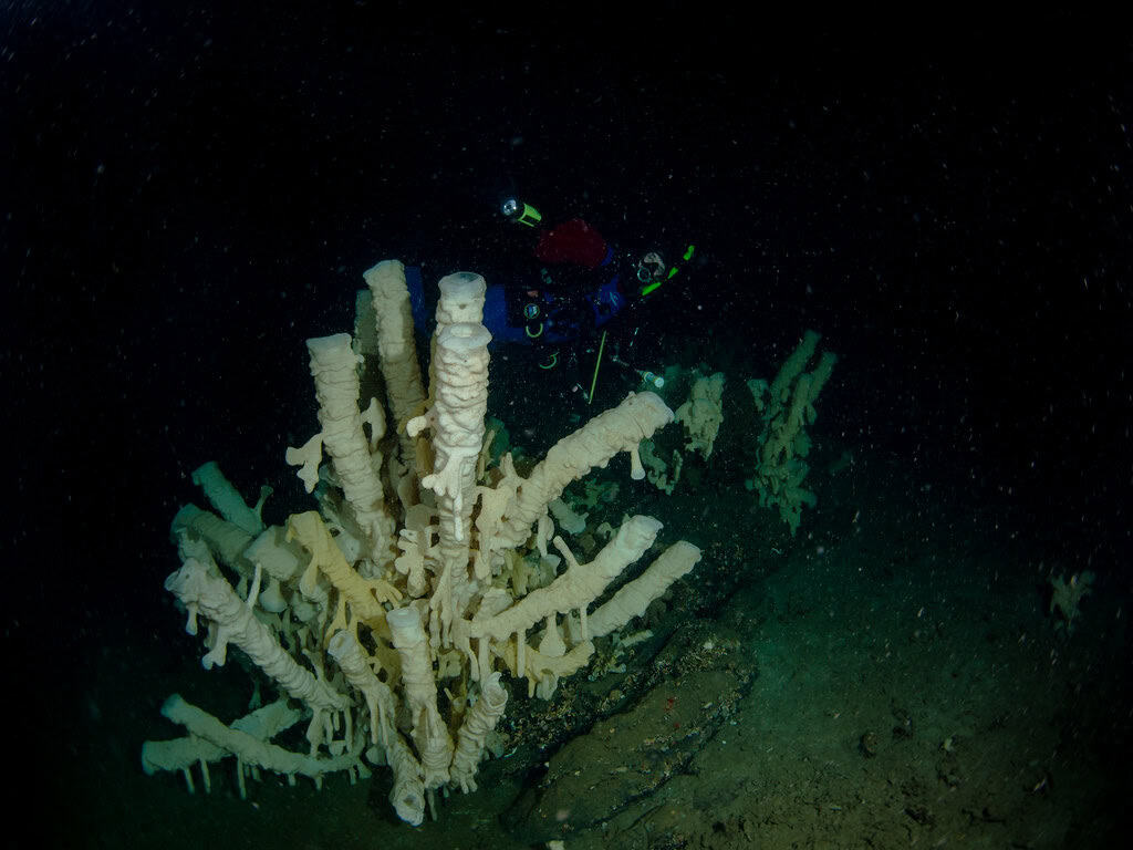 Glass Sponge