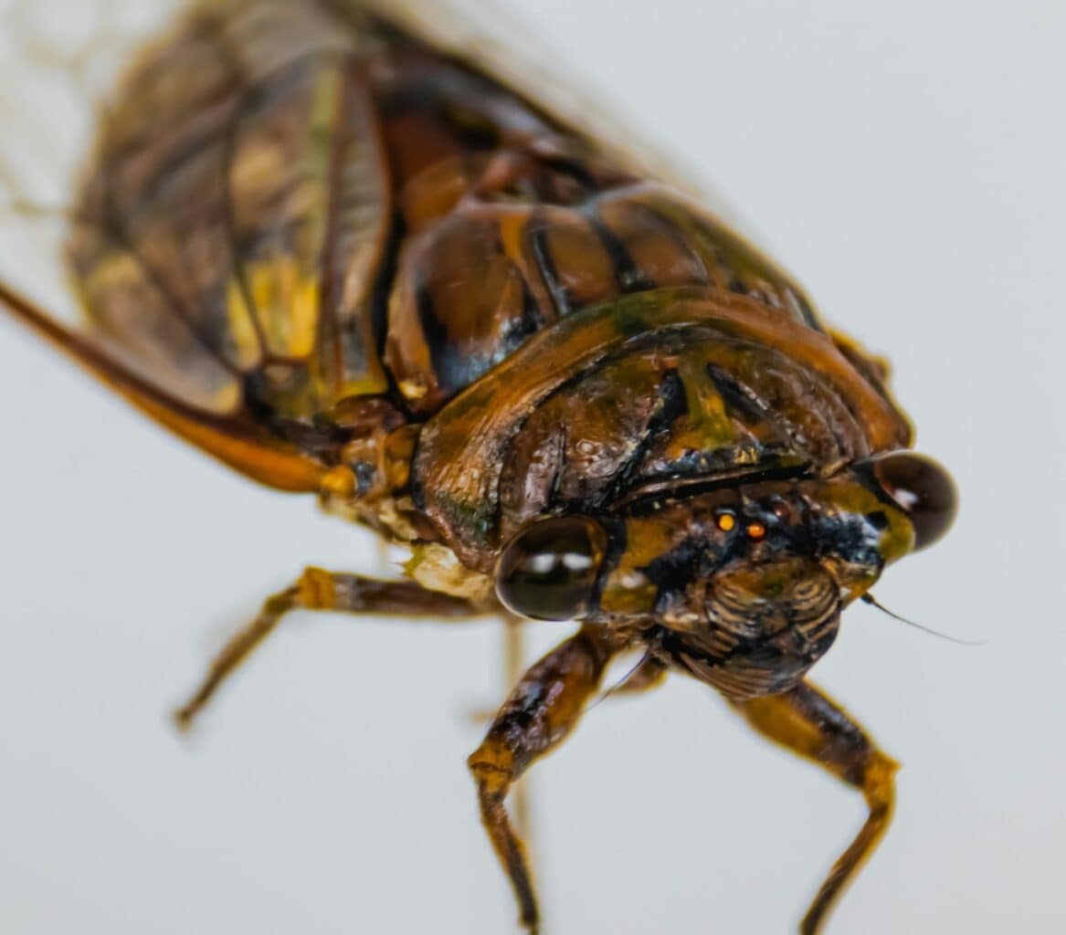 brown and black insect on brown surface