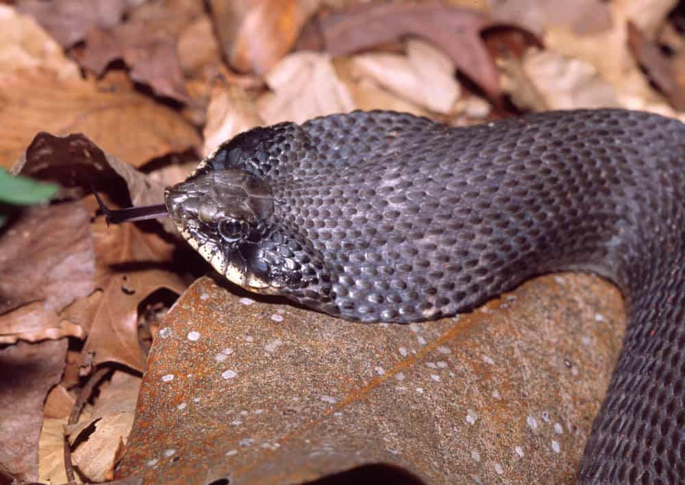 Hognose snake