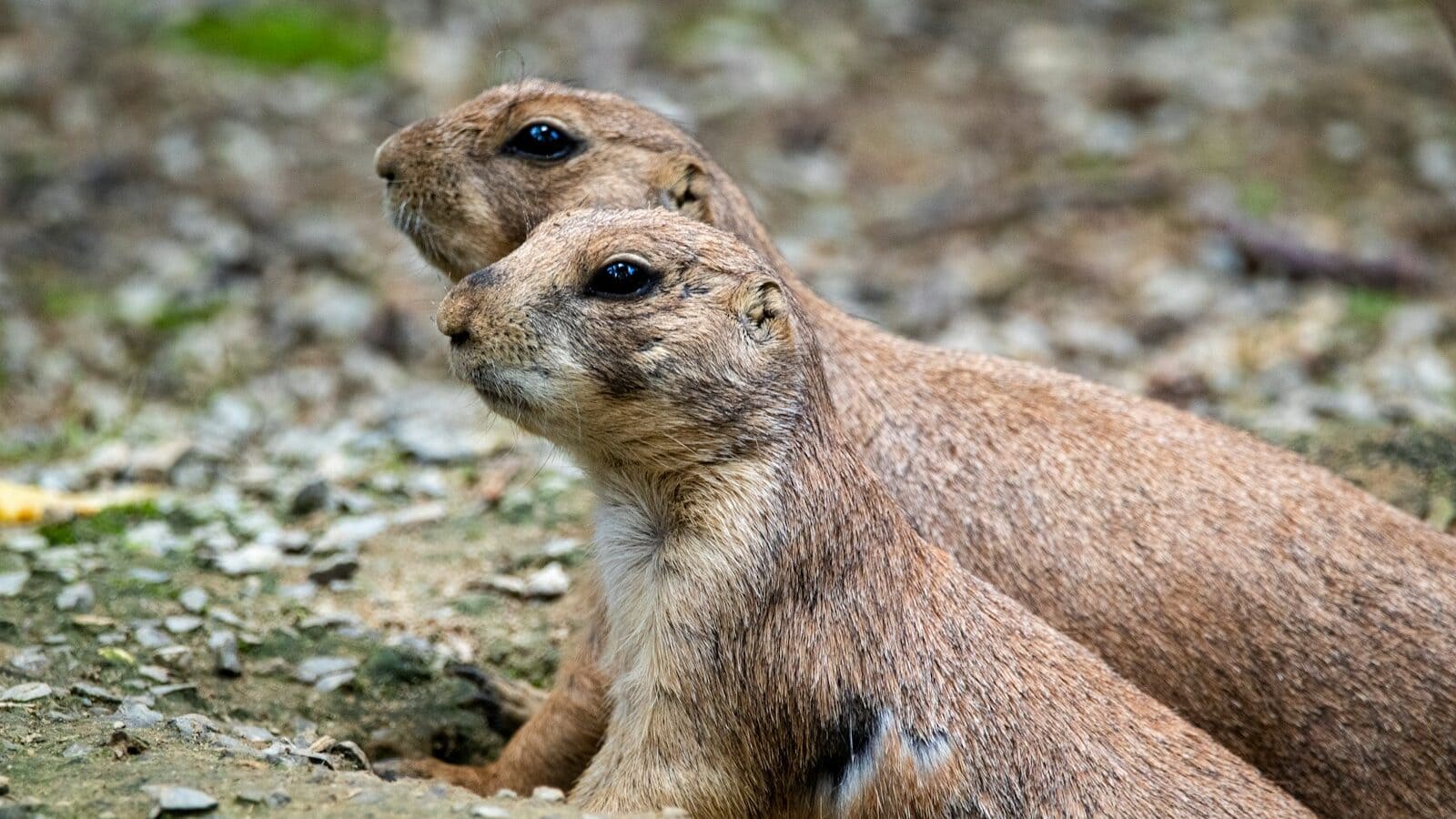 brown rodent on gray rock during daytime