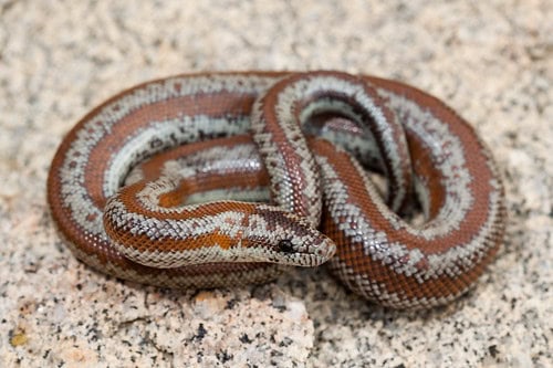 Rosy Boas