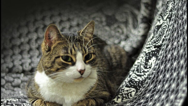 Do Cats Know Their Names? Science Says Yes