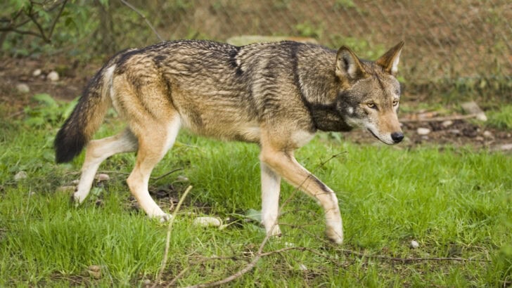 Why Red Wolves Are Only Found in North Carolina’s Wilds