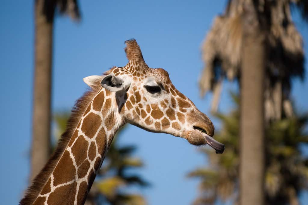Giraffe tongue