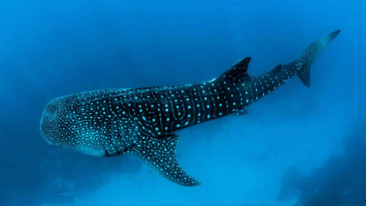 Whale Shark