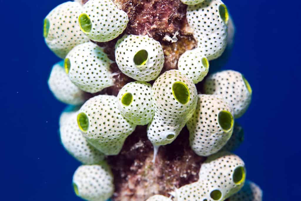sea squirt