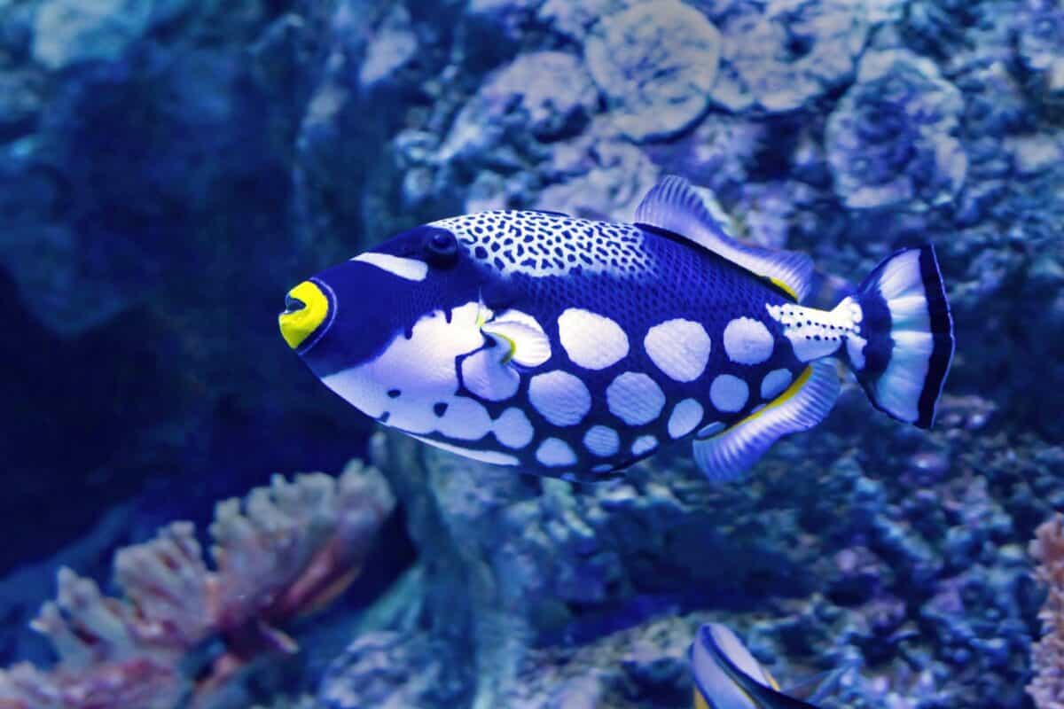 a blue and white fish in an aquarium