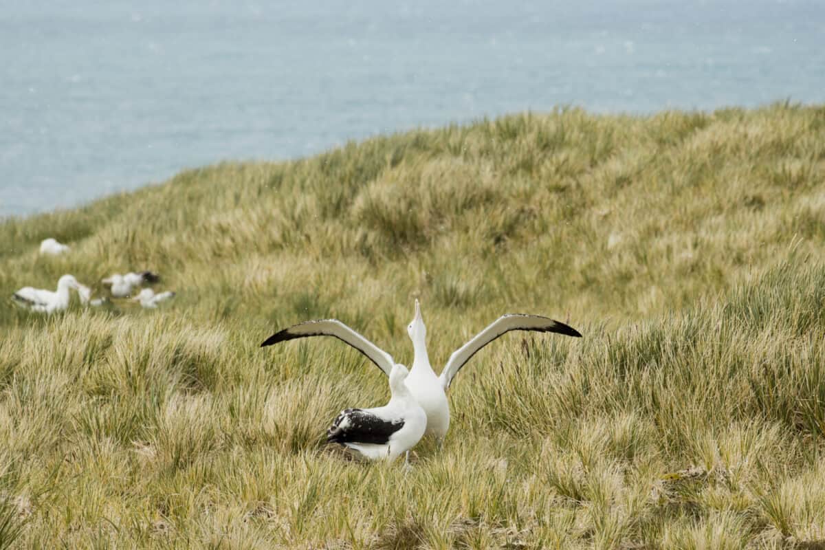 Wandering Albatross