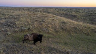 American Prairie Reserve