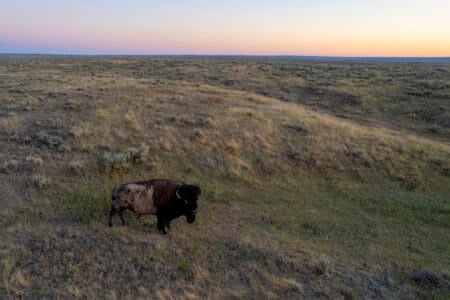 Can Conservation Ranching Save the American Prairie?