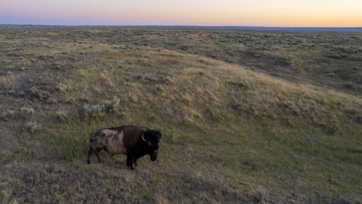 Can Conservation Ranching Save the American Prairie?