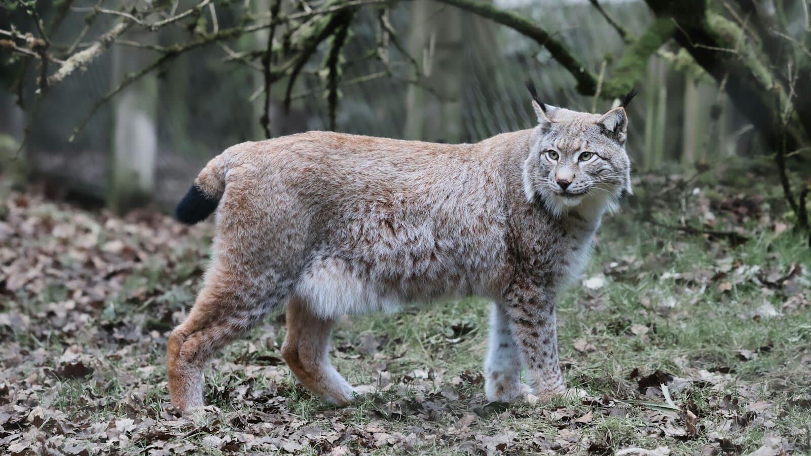 A lynx stands in the forest, looking at the camera.