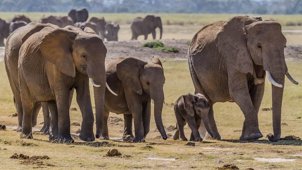 Elephant family