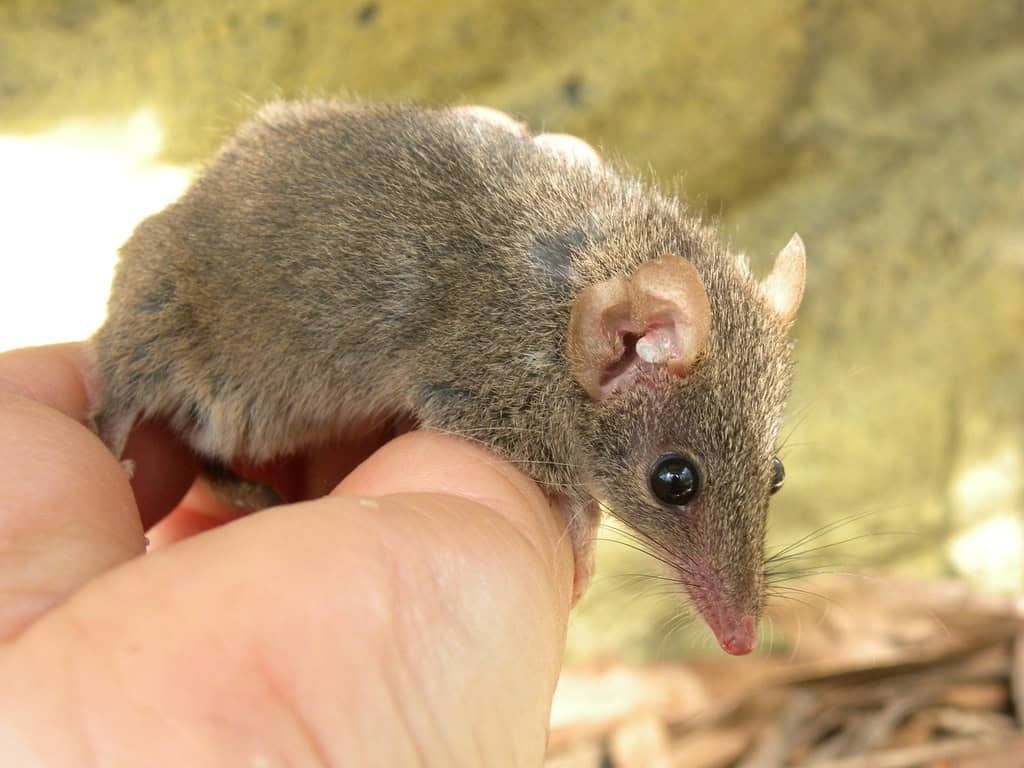 Antechinus