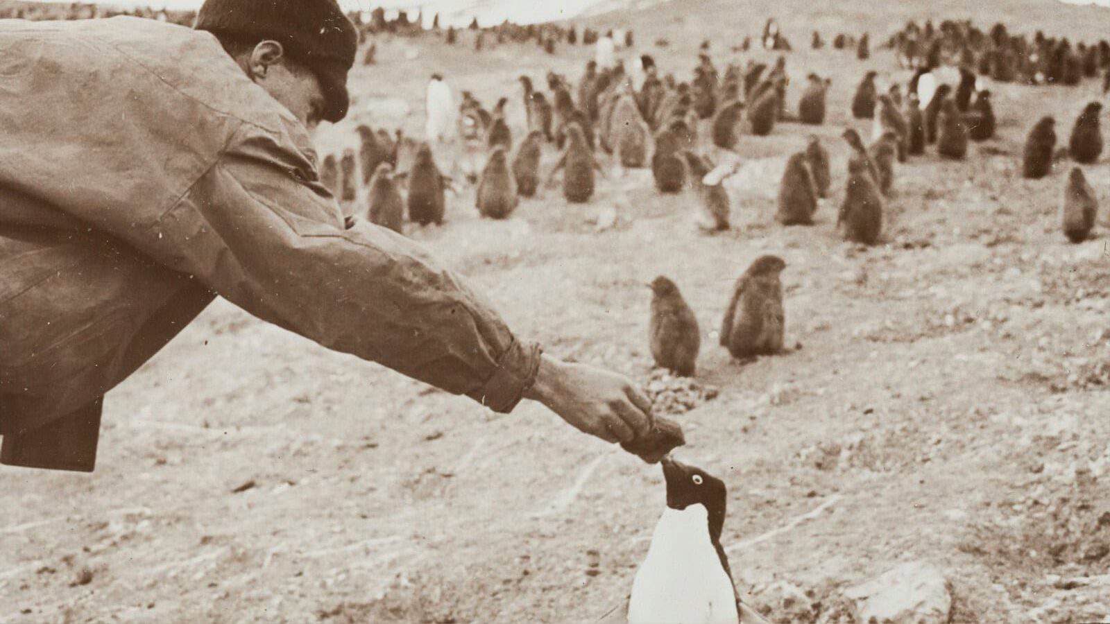 sepia photography of man feeding a penguin