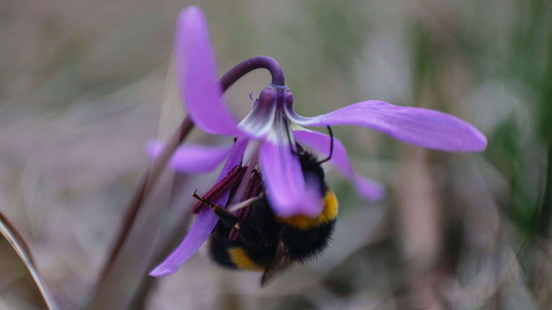 Bumblebees are essential for pollination.