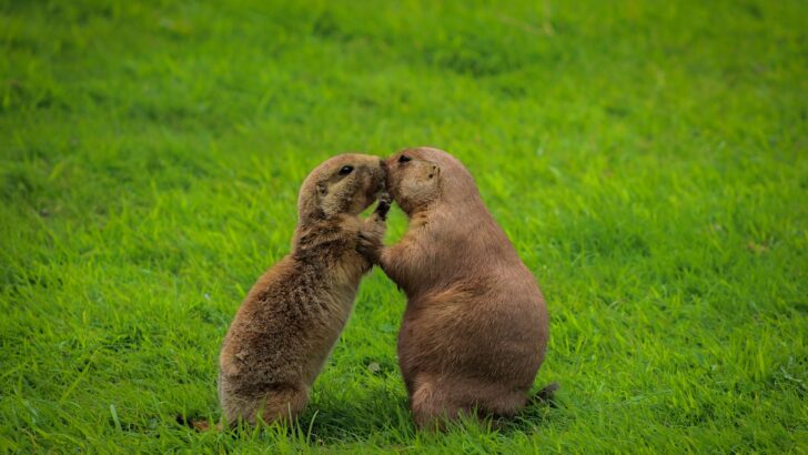 Why Prairie Dogs Kiss to Say Hello
