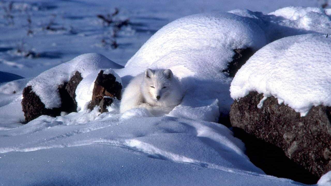 arctic fox