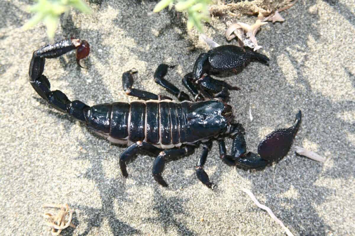 A huge black scorpion on the beach.