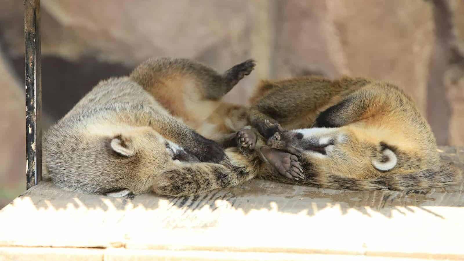 Two animals are sleeping on a ledge.