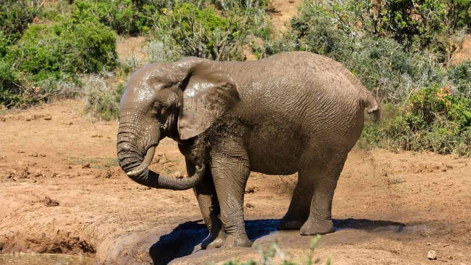 elephant walking on brown dirt during daytime