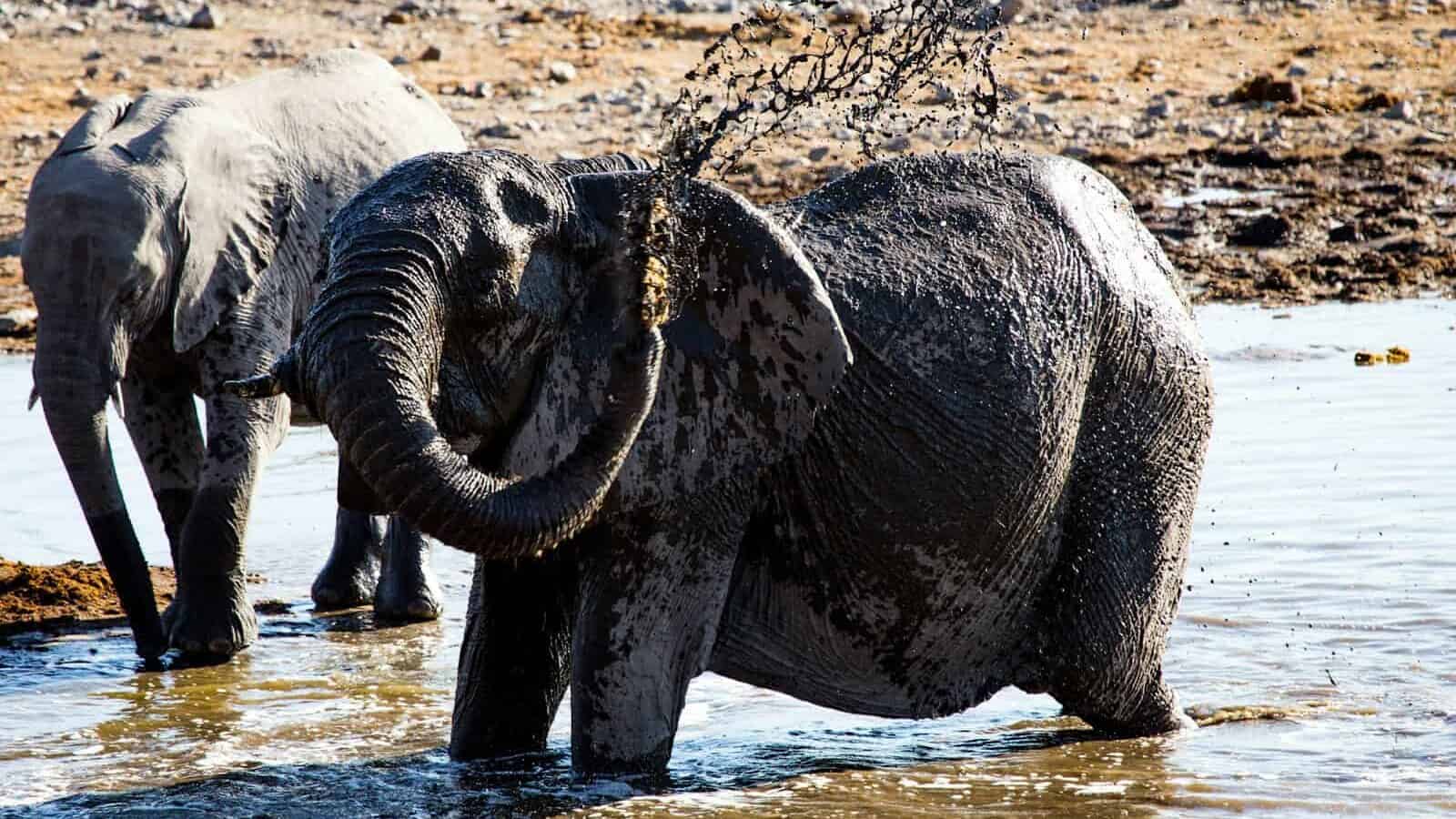 two elephants on puddle of water at daytime