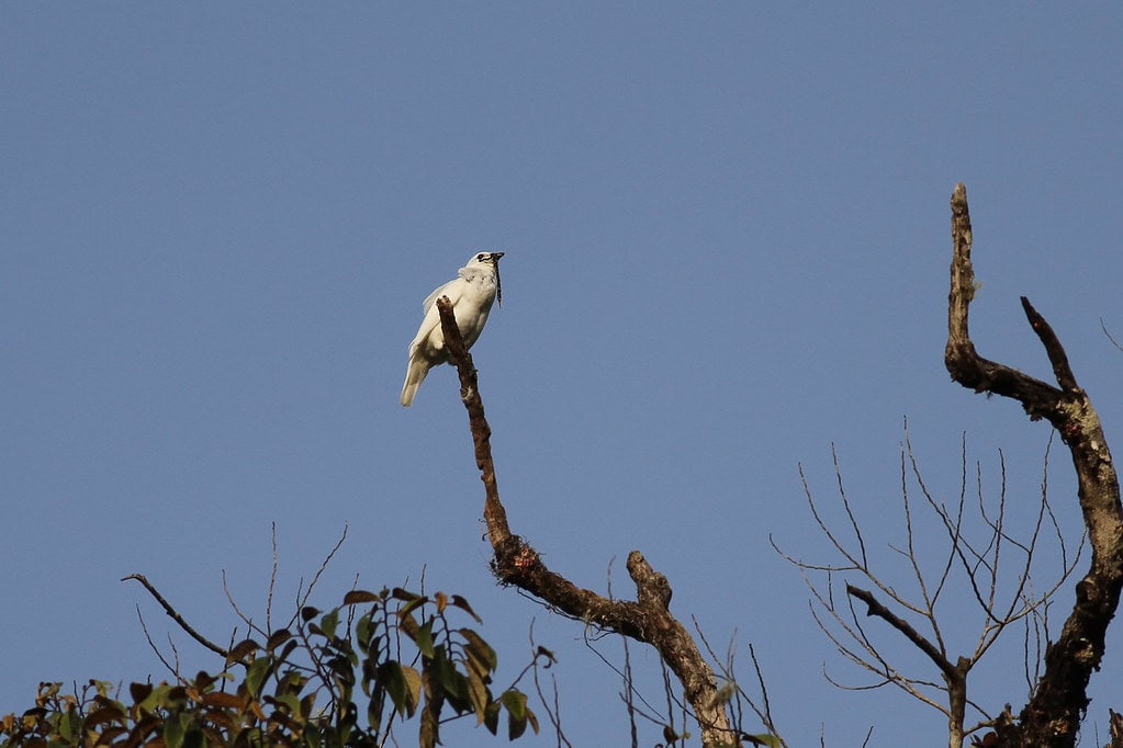 white bellbird
