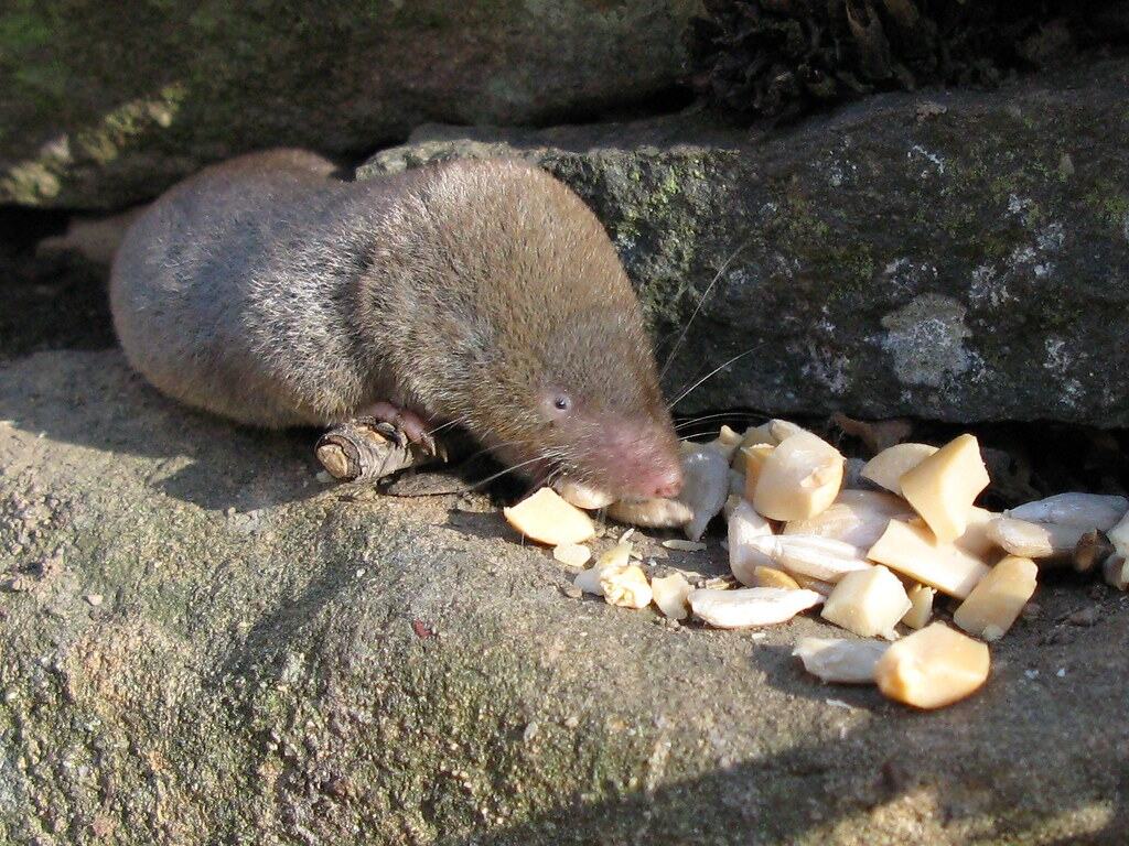 Short-tailed Shrew