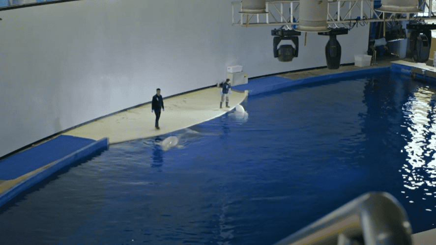 Captive beluga whales head to world’s first open water sanctuary |