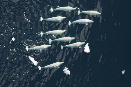 How Beluga Whales “Sing” to Each Other Underwater