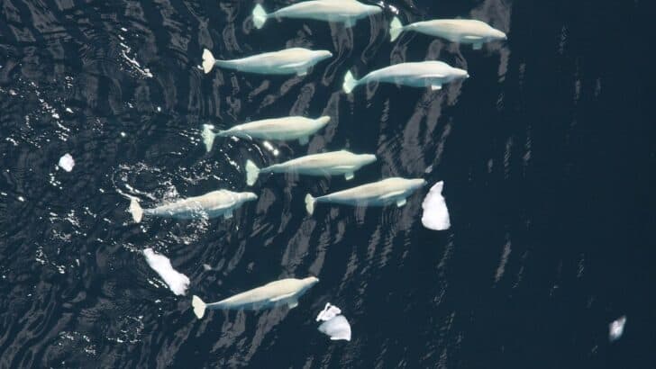 How Beluga Whales &ldquo;Sing&rdquo; to Each Other Underwater