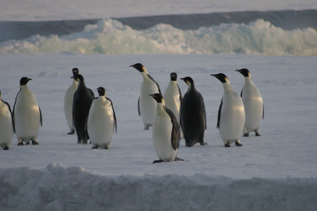 Emperor Penguin