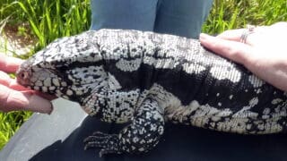 Blue tegu lizard