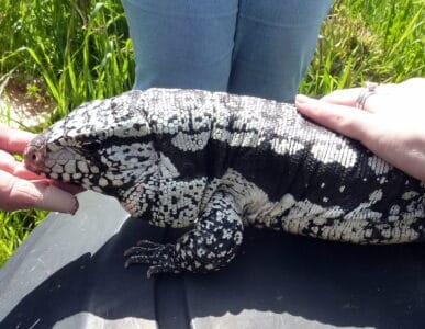 These Reptiles Show Signs of Affection — Here’s How