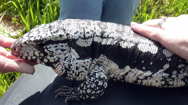 These Reptiles Show Signs of Affection &mdash; Here&rsquo;s How