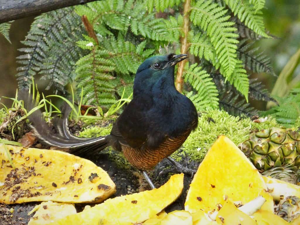 Ribbon-tailed Astrapia