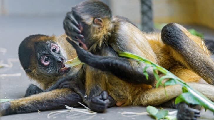How Adorable Is It That Monkeys Use Leaves as Toys?
