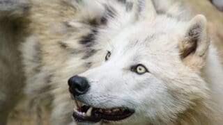 Arctic wolf