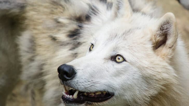 Dire Wolves Were Real—And Very Different From Game of Thrones