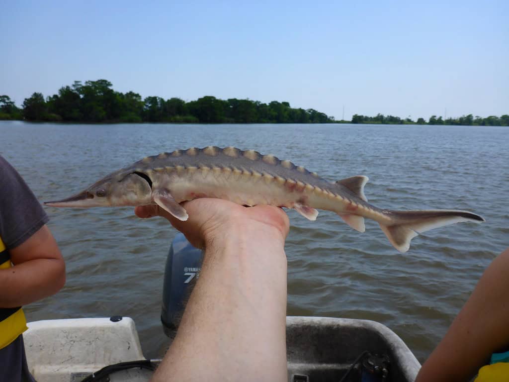 Atlantic sturgeon. Image via Openverse.